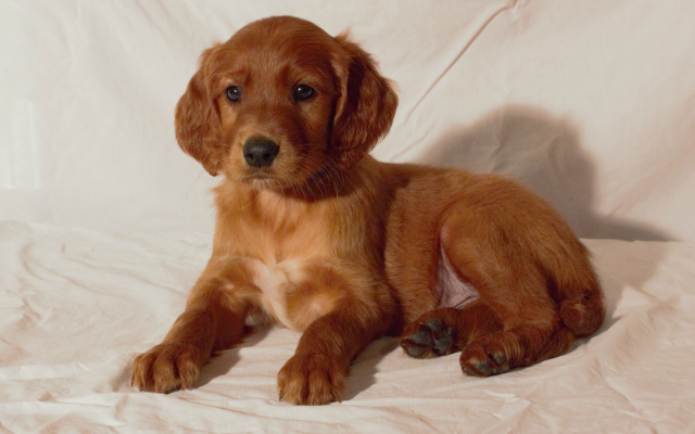 irish setter golden retriever mix puppies for sale